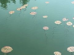 -贡湖湾湿地公园