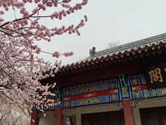 -桃花堤公园