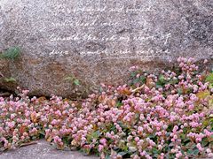 -上海辰山植物园