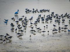 -深圳湾公园(南山区)