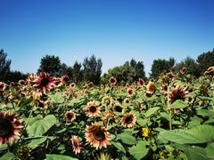 -长白岛森林公园