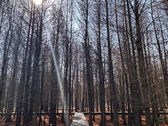 -溱湖国家湿地公园