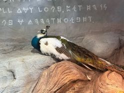-Zoolung Zoolung动物主题公园(海信广场店)