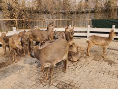 -北京野生动物园