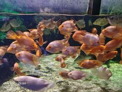 -太平洋海底世界