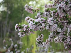 -海棠花溪(元大都城垣遗址公园)