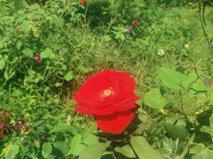 -北京西山国家森林公园