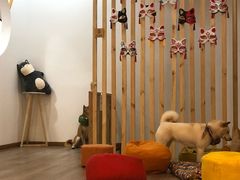 -柴迷FANS CLUB·柴犬狗咖·猫咖