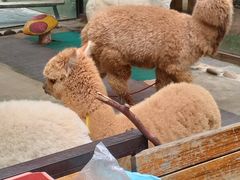 -云南野生动物园