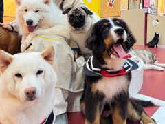 -和它·交个朋友·狗咖猫咖(爱琴海店)