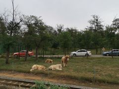 -秦皇岛野生动物园
