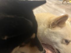 -柴迷FANS CLUB·柴犬狗咖·猫咖
