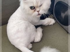 -御宝贝·A梦猫科宠物医院(国际猫友好医院)