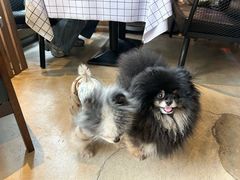 -百好乐宠物友好餐厅(朝外大街店)