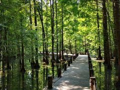 -桤木河湿地公园