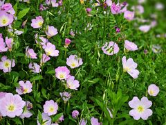 -西山漾湿地公园