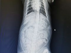 -萌兽医馆·犬猫专科·眼科中心·宠物医院(朝阳门分院)
