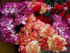 -沪花拾者(好再来花卉鲜花店)