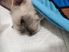 -灵美宠物诊所