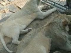 -石家庄市动物园