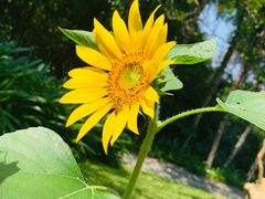 -深圳仙湖植物园