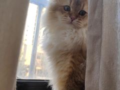 -喵zoo家庭繁育猫舍(尖东智能花园店)