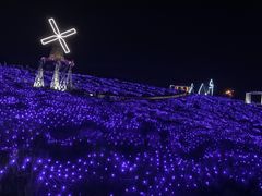 -大塘金香草谷