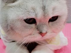 -宠福鑫康馨动物医院·骨科·眼科