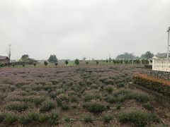-曲江薰衣草庄园