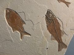 -湖南省地质博物馆