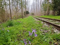 -合肥滨湖国家森林公园