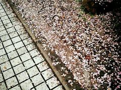 -同济大学-北苑食堂