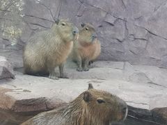 -宁波野生动物园