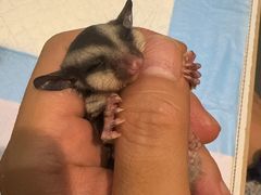 -雨林宠物医院 非犬猫异宠专科