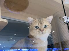 -鼎级派宠物(中南店)