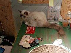 -喵喵咪呀布偶猫咖(春熙路店)