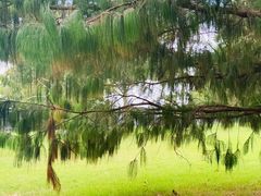 -墨尔本皇家植物园