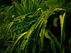 -热带雨林自然公园