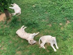 -西霞口神雕山野生动物世界