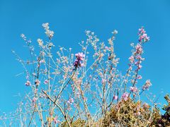 -泸沽湖里格半岛