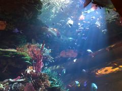 -迪拜帆船酒店海底餐厅