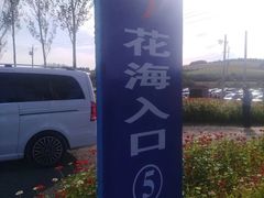 -莲花山花海
