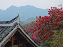 -贵州百里杜鹃风景名胜区