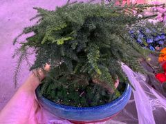 -花鸟鱼虫鲜花绿植市场(玉泉路店)