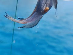 -小猫钓鱼海钓俱乐部(椰梦长廊店)