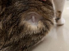 -瑞派康怡24h宠物医院·犬猫医疗中心·微创绝育(瑞景分院)