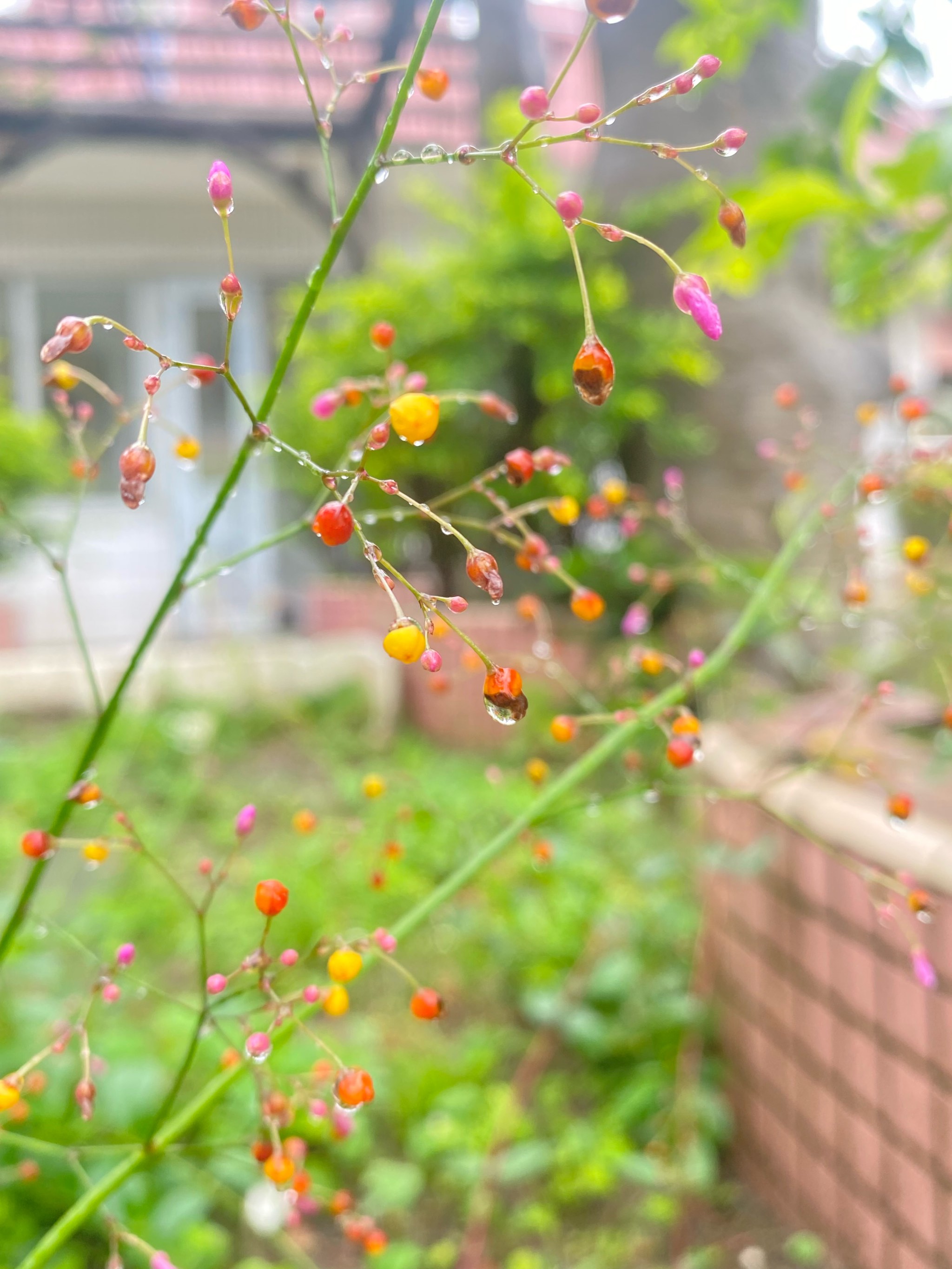 雨后风景最美图片