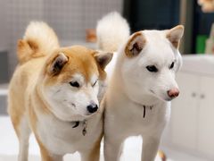 -柴务处·柴犬主题狗咖