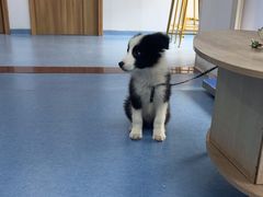 -博特宠物医院24h犬猫全科.骨科·异宠