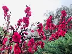 景点-海棠花溪(元大都城垣遗址公园)